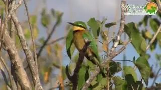 Bee eaters