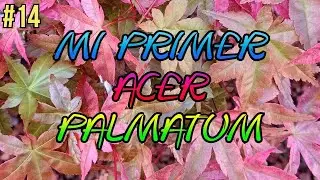 SUSTRATO PARA ACER PALMATUM