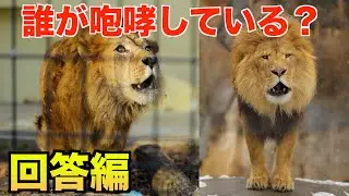 【咆哮クイズ答え合わせ】このライオンでした！動物園ライオン咆哮クイズ｜回答編