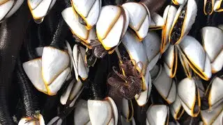 Barnacles On UK Coast Look Like 'Aliens'