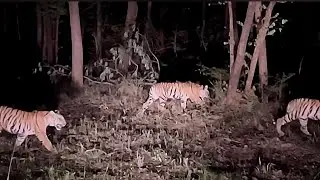 The Unseen Danger: Forest Guards Life in Tiger Territory