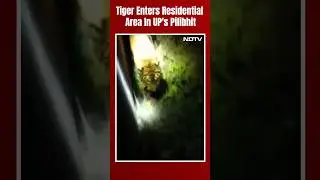 Tiger Enters Residential Area In UP's Pilibhit