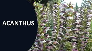 Acanthus (Bear's Breeches)