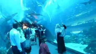 dubai aquarium tunnel