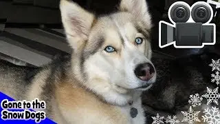 Huskies Howling Home Alone | Camera Catches Huskies Home Alone