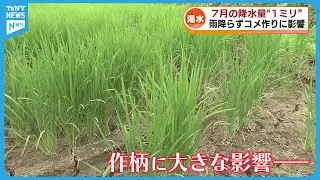 【水不足】上越市は7月の降水量が1ミリ　田んぼにはひび割れも《新潟》