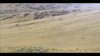 Takhi fight khustai NP