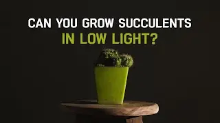 SUCCULENT CARE TIPS | CAN YOU GROW SUCCULENTS IN LOW LIGHT?