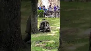 В зоопарке Форт-Уэрта происходит спаривание альдабрских черепах.