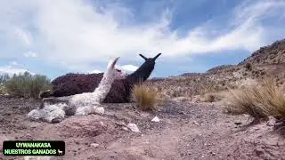 Nacimiento de llama beb&eacute; #llama beb&eacute;