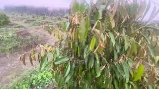 Chia sẻ nước tưới #farming #durian #nature #fruit #trending #nature #music #viral #song 