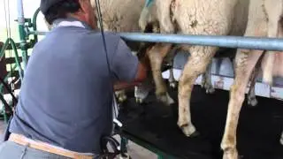 El Tambo Ovino de la FAUBA