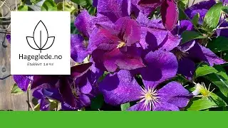 Klatreplanten klematis