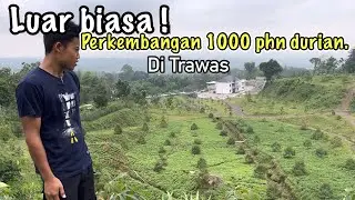 Update perkembangan kebun durian 1000 pohon di  trawas Mojokerto