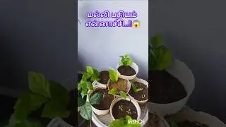 மல்லி பதியம் success ah..😱 #shorts #shortsfeed #shortvideo #garden #jasmine #tips #gardening #plants