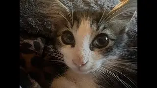 The best cat song you have ever heard!