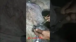 🙏🏻ಕಲ್ಲಿನ ಬಸವನ ಪವಾಡ 🙄short viral  #short #video #viral #basavana #video#nabike #