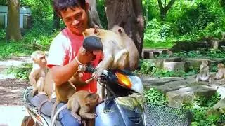 Surprise Visit! Papa Lin Brings Food for the Whole Sovana Monkey Family 🍌🎉.