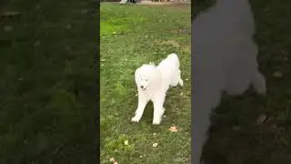 Samoyed's Day Out.Before and After Adventures #doglanguage #samoyedclub #dogtalk #cute #huskyworldw