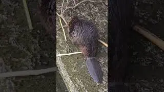 beaver is busy eating close by the waterfront toronto canada jan 2026