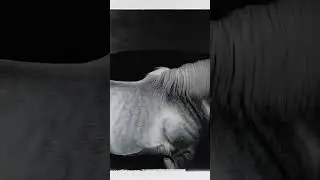 Slightly shaky camera movement. Horse turns body and begins to walk to the left, camera follows.