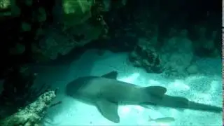 Sail Oasis Charters - Tobago Cays Part 3 - Nurse sharks