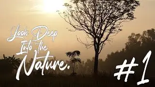 Look deep into the nature Project #1