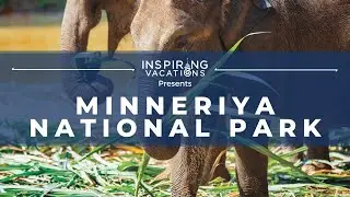 Minneriya National Park, Sri Lanka: Armchair Traveller with Inspiring Vacations