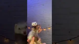 CRAZY FERRET DANCING! #shorts