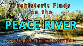 Prehistoric Finds on the Peace River - searching the ancient ocean floor