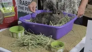 Young Rabbit Care : Rabbit Care