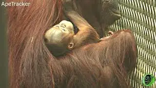 New Mom Leia Holds Baby Close As She Tries To Avoid Willie 🦧🥰 #babyorangutan #chesterzoo