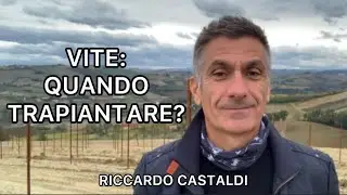 Vite. Quando trapiantare?