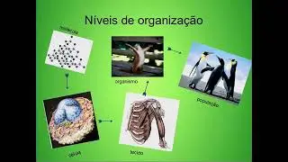 Conceitos b&aacute;sicos de biologia - UFRN