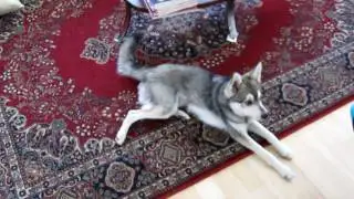 Koshee Alaskan Klee Kai Commits to The University of Washington