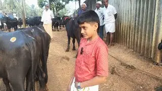 04/01/26 ചട്ടിപ്പറമ്പ് ചന്തയിൽ വൈറൽ മുത്തു മോന്റെ കുറച്ചു കുസൃതികൾ#baffalo #cow 