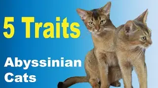 Abyssinian Cat | 5 Traits