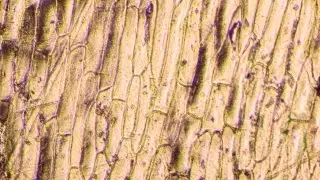 Make a microscope DIY Microscope - ultrazoom macro