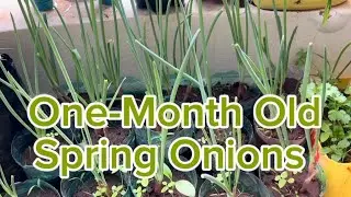 Watering My Balcony Garden 🌱 | 1 Month Spring Onion Growth Update | Holistic Living
