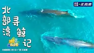 🔴【LIVE直播】神奇動物在這里丨北部灣尋鯨記 探索海洋精靈的生態答卷｜2026.02.01 @ChinaTimes