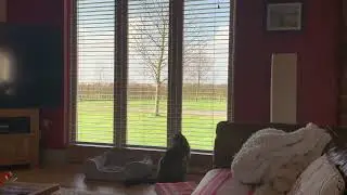 Maine Coon Vs Bird With A Death Wish!