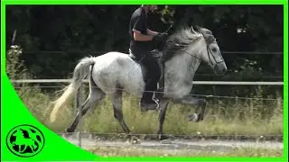 Pferd mit extremen Passtölt ( durch Rückenprobleme )