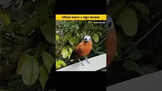 The terrible sound of birds || #shorts #shortsvideo #facts