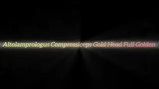 Altolamprologus Compressiceps Gold Head (Full Golden)