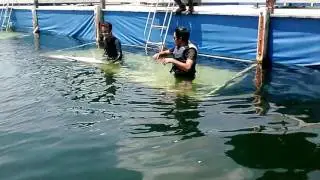 Swim With Dolphin