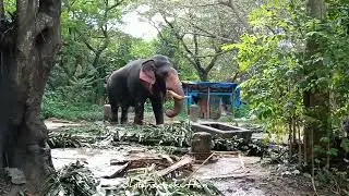 musth period of a guruvayoor elephant / punathurkotta /guruvayoor aanakotta / guruvayoor temple