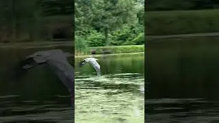 Great Blue Heron Flying Across a Pond #birds #wildlife #nature #naturevideo