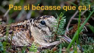 Pas si bécasse que ça !