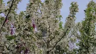 Malus SugarTyme&trade; (Crabapple) // One of the BEST White Crabapples - A TERRIFIC Small Flowering Tree