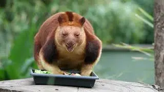 Goodfellow's Tree Kangaroo eating video-4k Nature(Ultra  HD) | Nature's Sweet Tales.